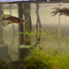 【ゼブラダニオセット】5匹セット（※特徴あり）の画像