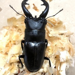 アマミノコギリクワガタ ペア（♂65mm ♀フリー）の画像
