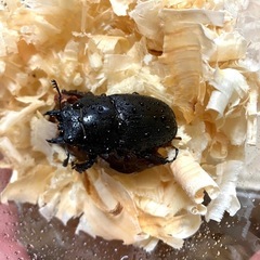 アマミノコギリクワガタ ペア（♂65mm ♀フリー）の画像