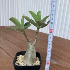 アデニウム　アラビカム　メデューサの画像
