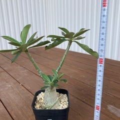 アデニウム　アラビカム　メデューサの画像