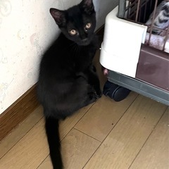 綺麗な黒猫の女の子です💕