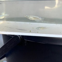 【若魚】幹之（みゆき）めだか　5匹の画像