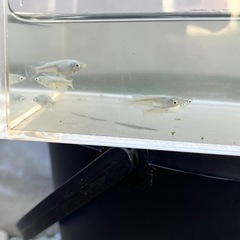【若魚】幹之（みゆき）めだか　5匹の画像