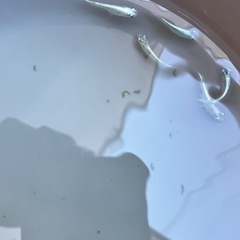 【若魚】幹之（みゆき）めだか　5匹の画像