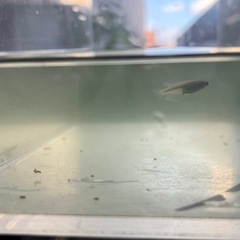 【若魚】幹之（みゆき）めだか　5匹の画像