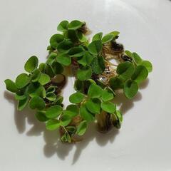 メダカ、水草まだあります。の画像