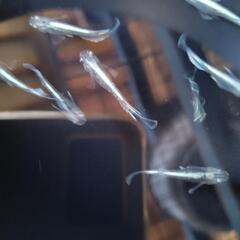 マリアージュロングフィン（若魚）8匹の画像