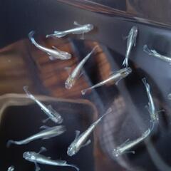 マリアージュロングフィン（若魚）8匹