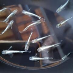 マリアージュロングフィン（若魚）8匹の画像