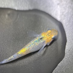 (伊勢宮メダカ) 大虹５匹の画像