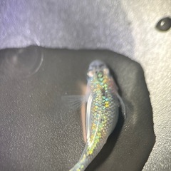 (伊勢宮メダカ) 大虹５匹の画像