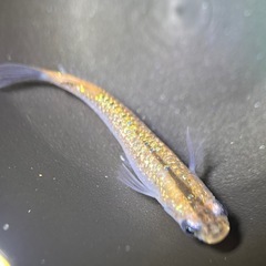 (伊勢宮メダカ) 大虹５匹の画像
