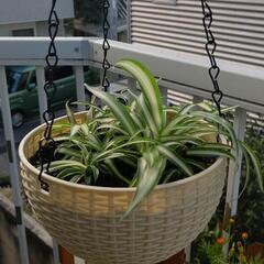 オリヅルラン　金のなる木　鉢植えの画像