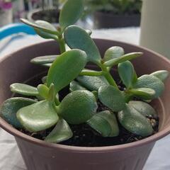 オリヅルラン　金のなる木　鉢植えの画像