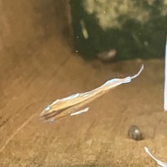 メダカ　レッドクリフダーク幼魚　10匹の画像