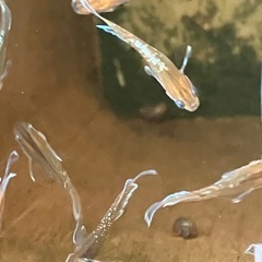 メダカ　レッドクリフダーク幼魚　10匹の画像