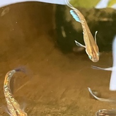 メダカ　レッドクリフダーク幼魚　10匹の画像