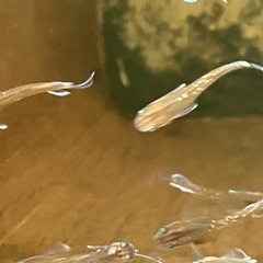 メダカ　レッドクリフダーク幼魚　10匹の画像