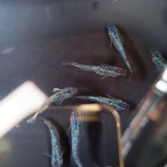 強青ラメサファイア