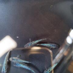 強青ラメサファイアの画像