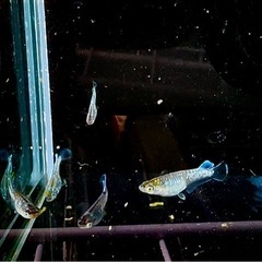 メダカお譲りしますの画像