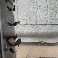 メダカお譲りしますの画像