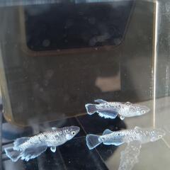 真ギャツビー（若魚）2P+1の画像