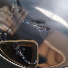 真ギャツビー（若魚）2P+1