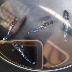 真ギャツビー（若魚）2P+1の画像