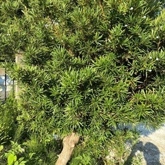 庭石　　マキの木　樹木などの画像