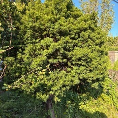 庭石　　マキの木　樹木などの画像