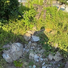 庭石　　マキの木　樹木などの画像