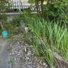 庭石　　マキの木　樹木などの画像