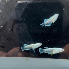 8月5日まで！【現物販売】エメキン　3ペアの画像