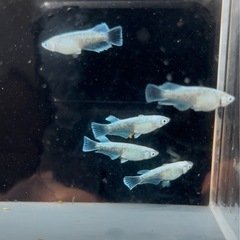 8月5日まで！【現物販売】エメキン　3ペアの画像