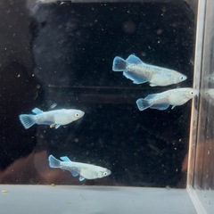 8月5日まで！【現物販売】エメキン　3ペアの画像