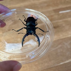 ノコギリクワガタペア④
の画像