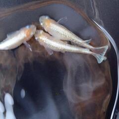 鱗光イエロー　親5匹+若魚15匹