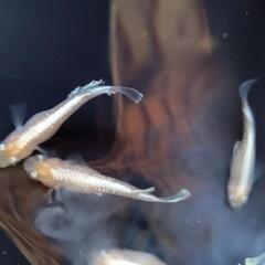 鱗光イエロー　親5匹+若魚15匹の画像