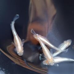 鱗光イエロー　親5匹+若魚15匹の画像