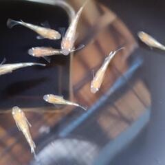 鱗光イエロー　親5匹+若魚15匹の画像