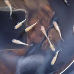 鱗光イエロー　親5匹+若魚15匹の画像