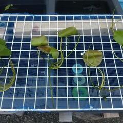 アサザ  水草の画像
