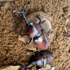 天然国産カブトムシペアの画像