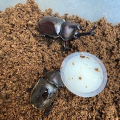 天然国産カブトムシペアの画像