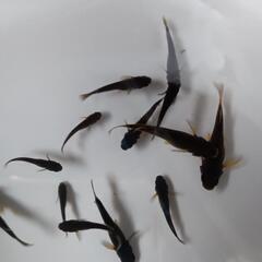 梵天（ぼんてん若魚）13匹の画像