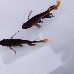 梵天（ぼんてん若魚）13匹