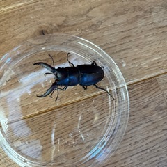 ノコギリクワガタペア⑤の画像
