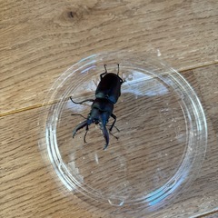 ノコギリクワガタペア⑤の画像